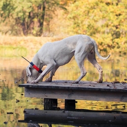 Dog Trace DOG GPS X25T, orange - Halsband für einen anderen Hund 