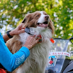 Dog Trace DOG GPS X30 - Suchmöglichkeit für Hunde