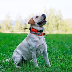 Dog Trace DOG GPS X25, orange - Halsband für einen anderen Hund